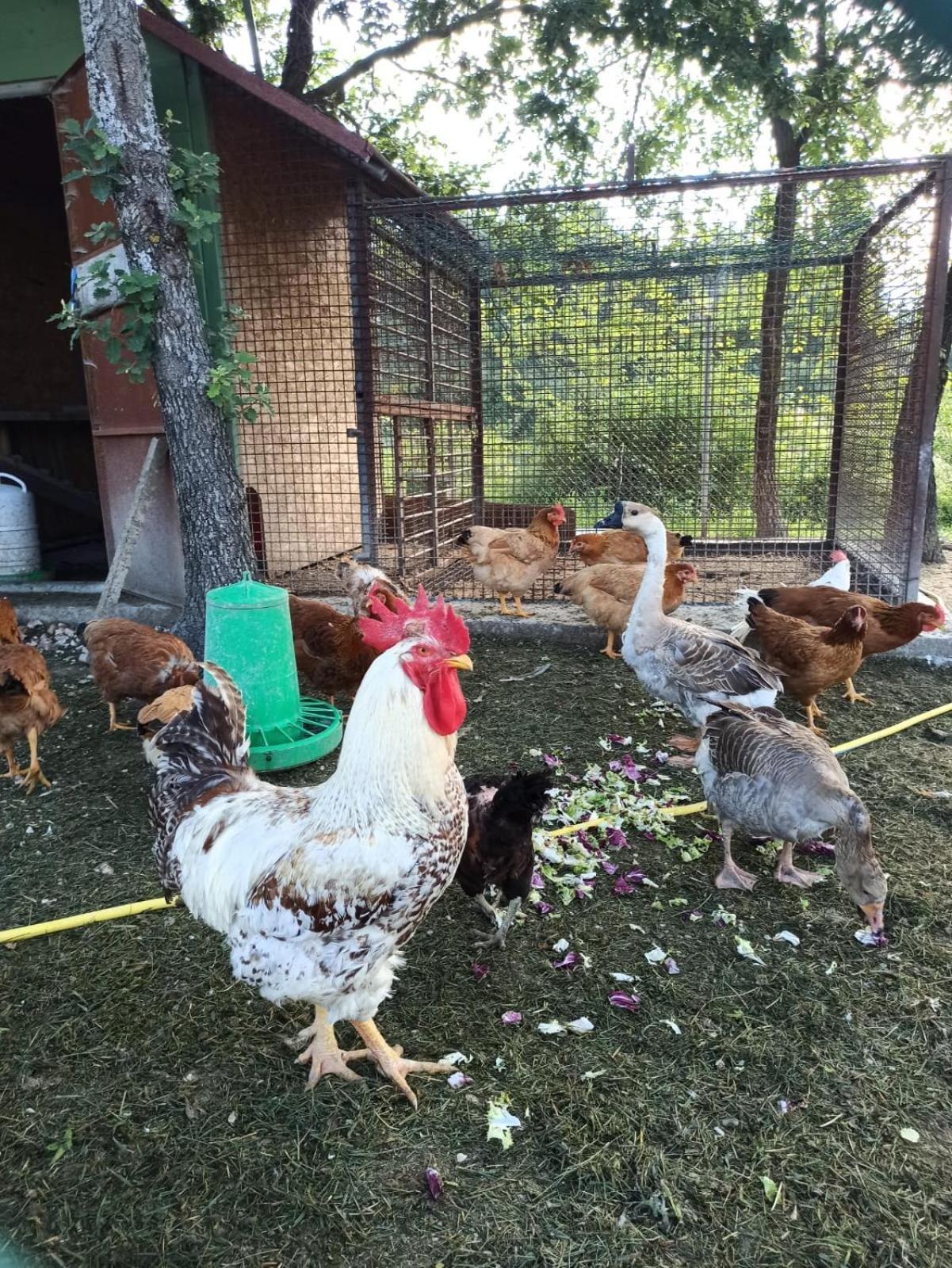 Ca' Gulino - Urbino - Villa Con Minipiscina In Borgo Antico Dış mekan fotoğraf